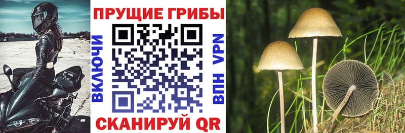 Галлюциногенные грибы Magic Shrooms  где можно купить наркотик  Хабаровск 
